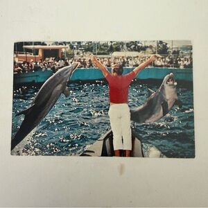Vintage Postcard Miami Seaquarium Dolphin Show Miami Florida